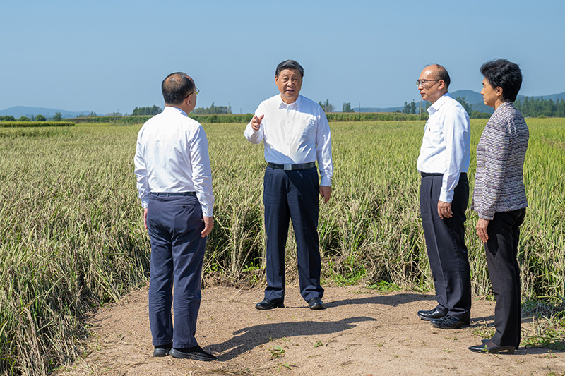 9月6日至8日，中共中央总书记、国度主席、中央军委主席习近平在黑龙江调查。这是7日上午，习近平在遭逢洪涝灾害的哈尔滨尚志市老街基乡龙王庙村，观察水稻受灾情况。