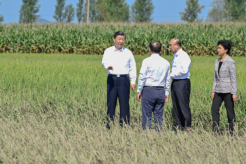 9月6日至8日，中共中央总书记、国度主席、中央军委主席习近平在黑龙江调查。这是7日上午，习近平在遭逢洪涝灾害的哈尔滨尚志市老街基乡龙王庙村，观察水稻受灾情况。